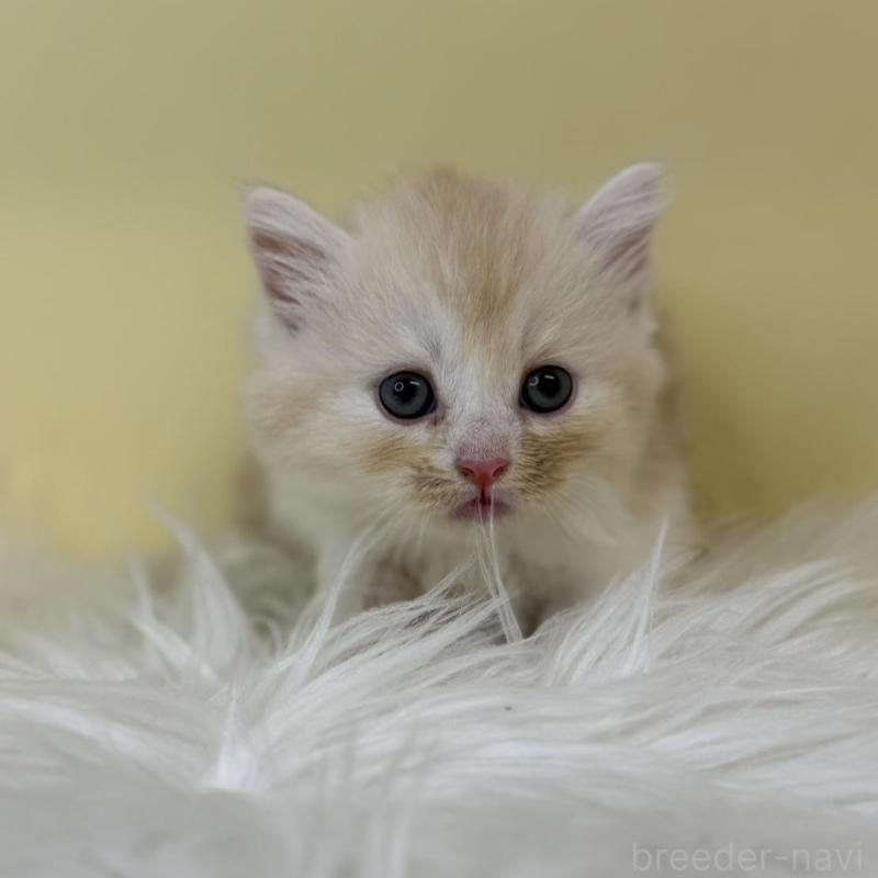 販売中の埼玉県のマンチカン(短足)-137659の3枚目