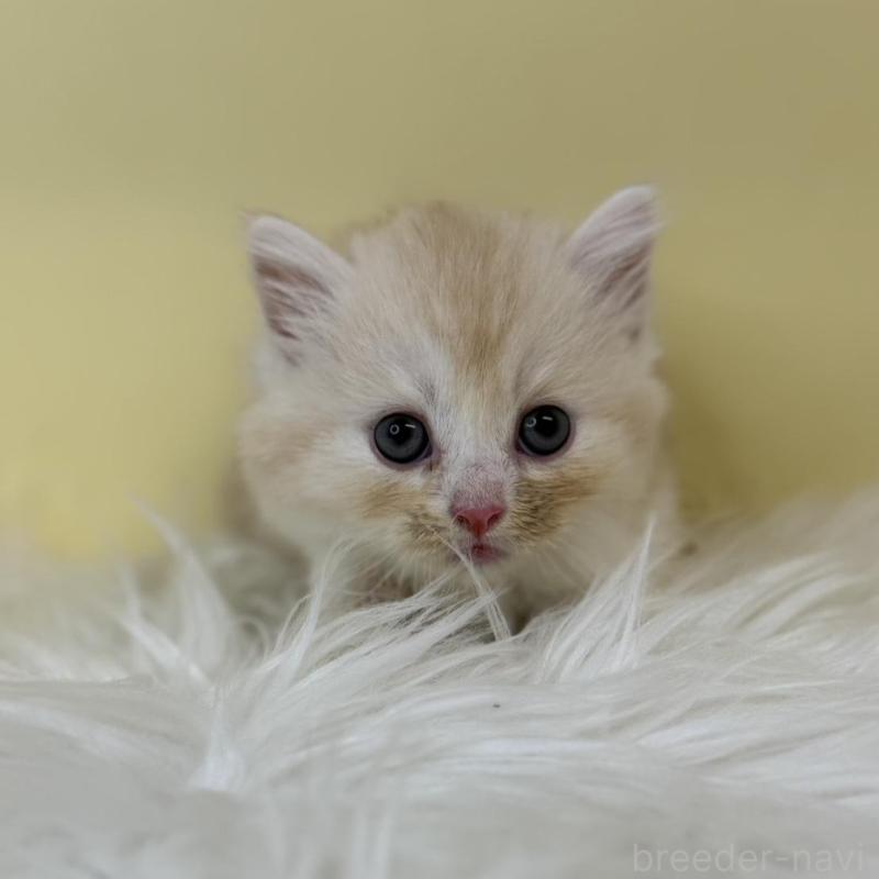 販売中の埼玉県のマンチカン(短足)-137659の1枚目