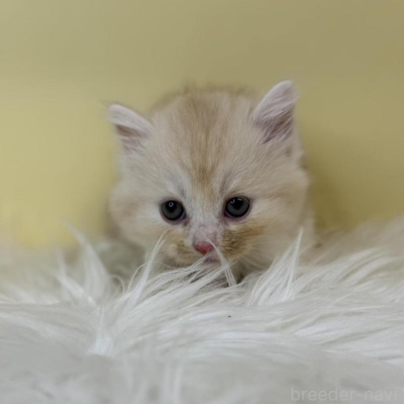 販売中の埼玉県のマンチカン(短足)-137659の2枚目