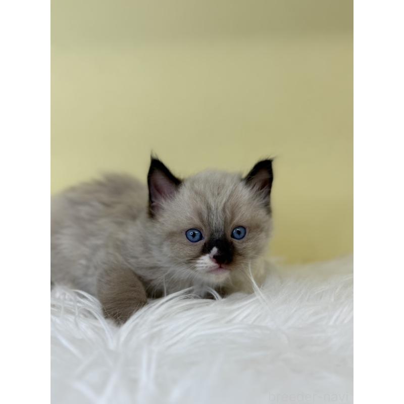 販売中の埼玉県のラグドール-137663の4枚目