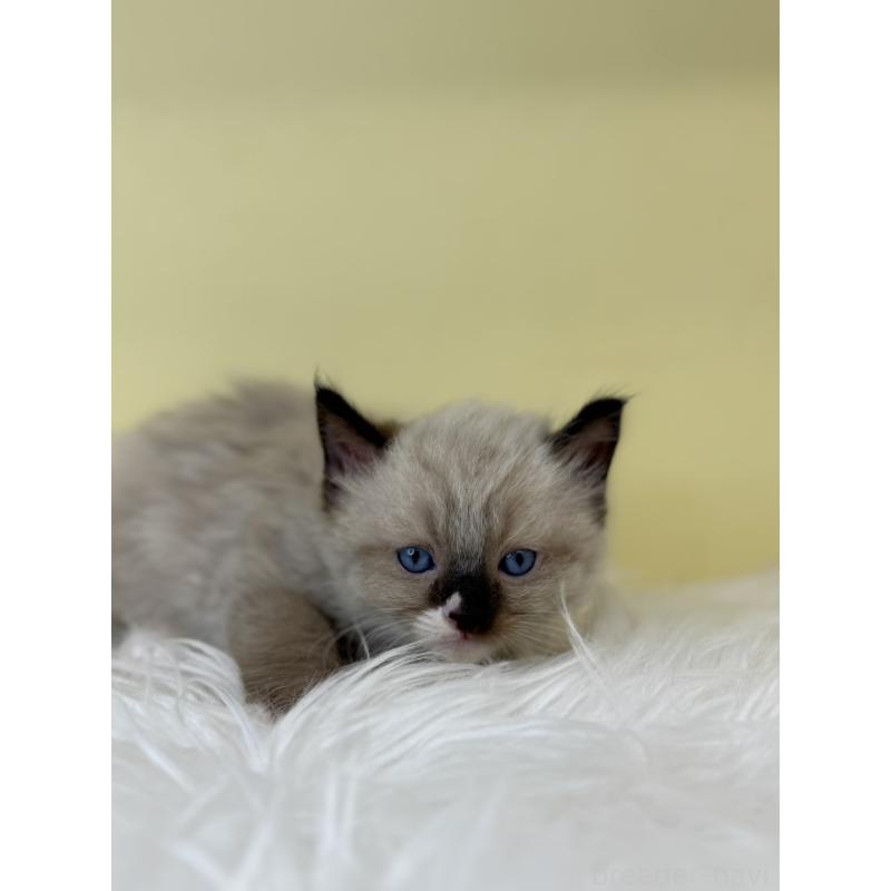 販売中の埼玉県のラグドール-137663の3枚目