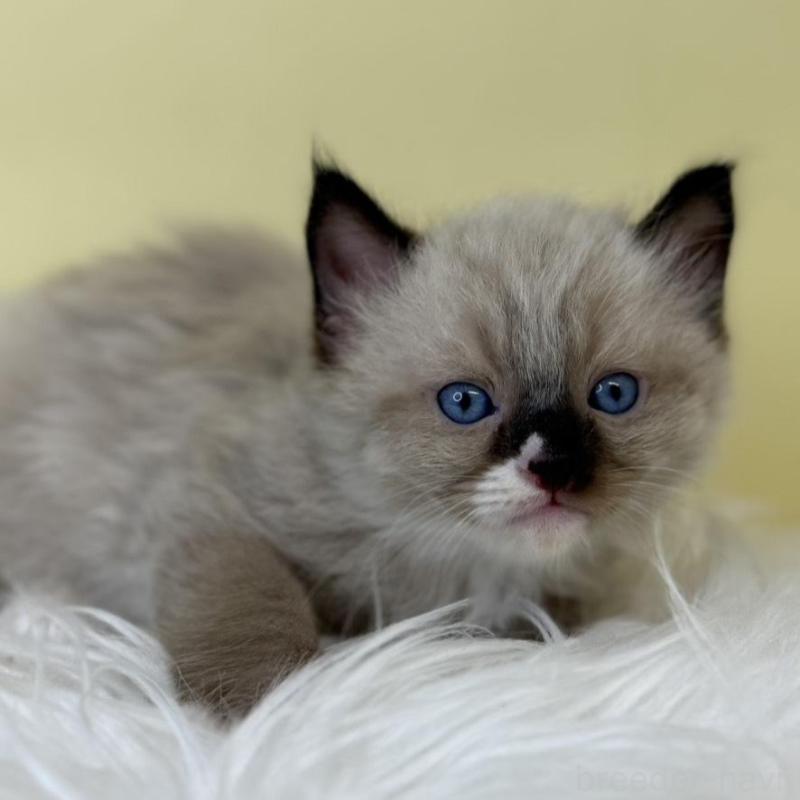 販売中の埼玉県のラグドール-137663の1枚目