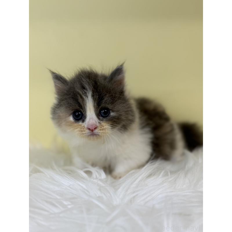 販売中の埼玉県のマンチカン(短足)-137662の3枚目