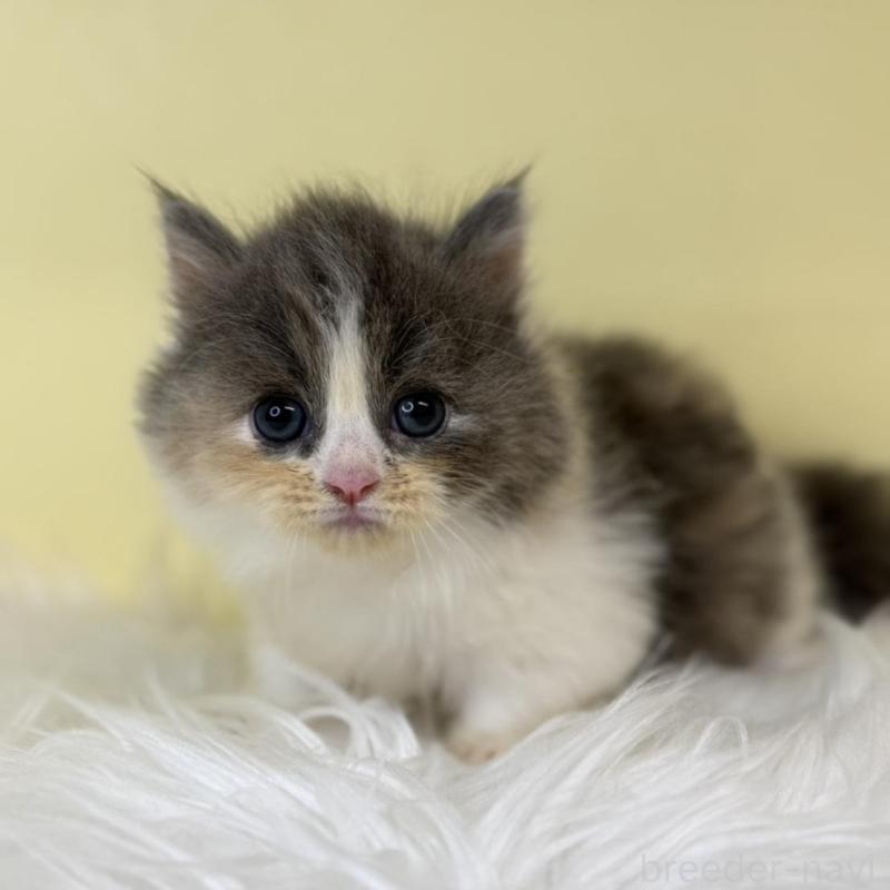 販売中の埼玉県のマンチカン(短足)-137662の1枚目