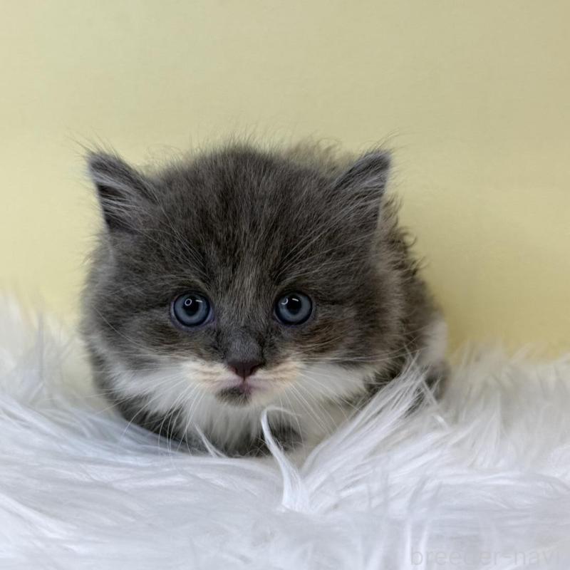 販売中の埼玉県のマンチカン(短足)-137660の1枚目