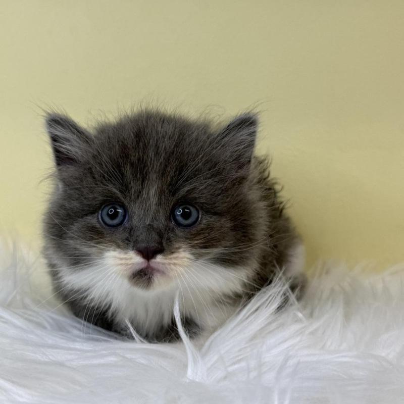 販売中の埼玉県のマンチカン(短足)-137660の3枚目