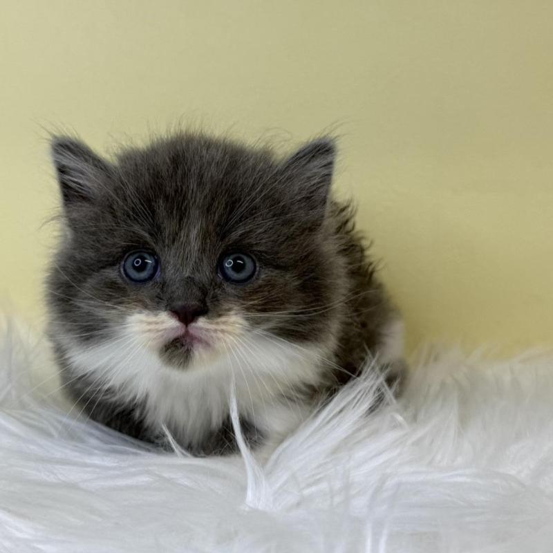 販売中の埼玉県のマンチカン(短足)-137660の2枚目