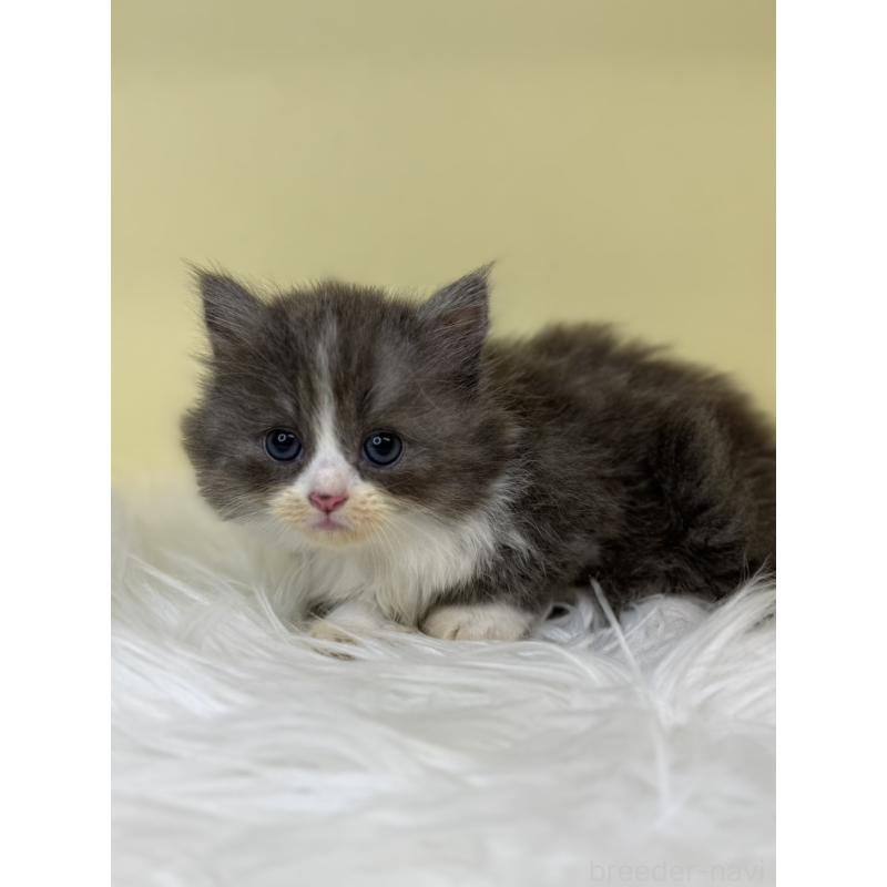 販売中の埼玉県のマンチカン(短足)-137661の4枚目