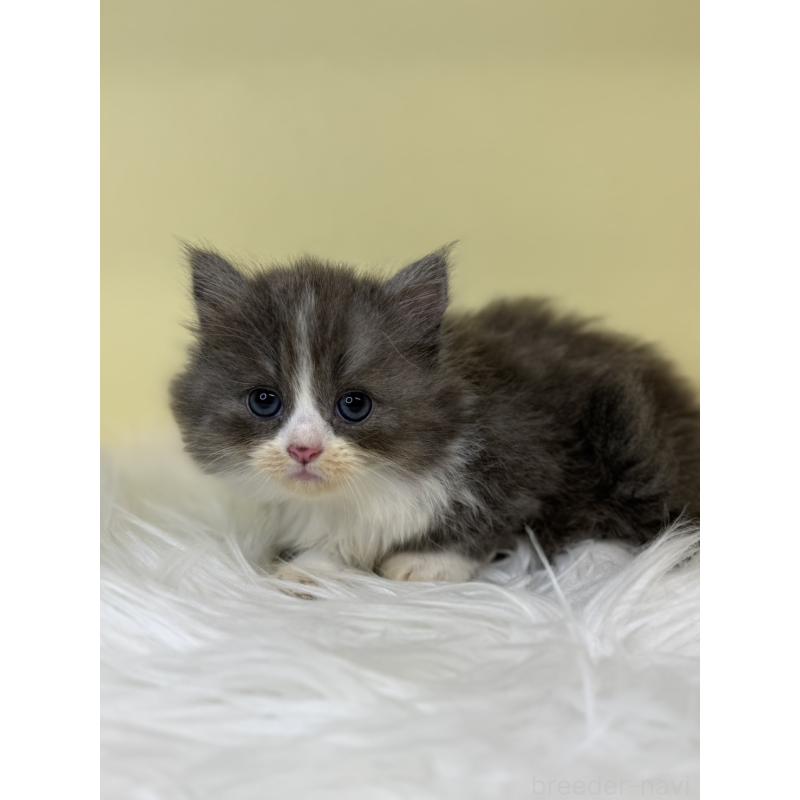 販売中の埼玉県のマンチカン(短足)-137661の3枚目