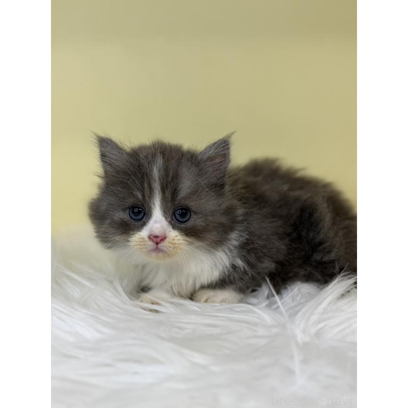 販売中の埼玉県のマンチカン(短足)-137661の2枚目