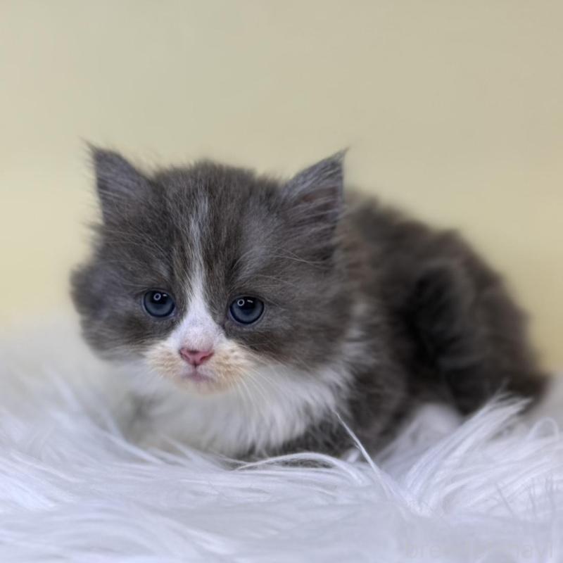 販売中の埼玉県のマンチカン(短足)-137661の1枚目