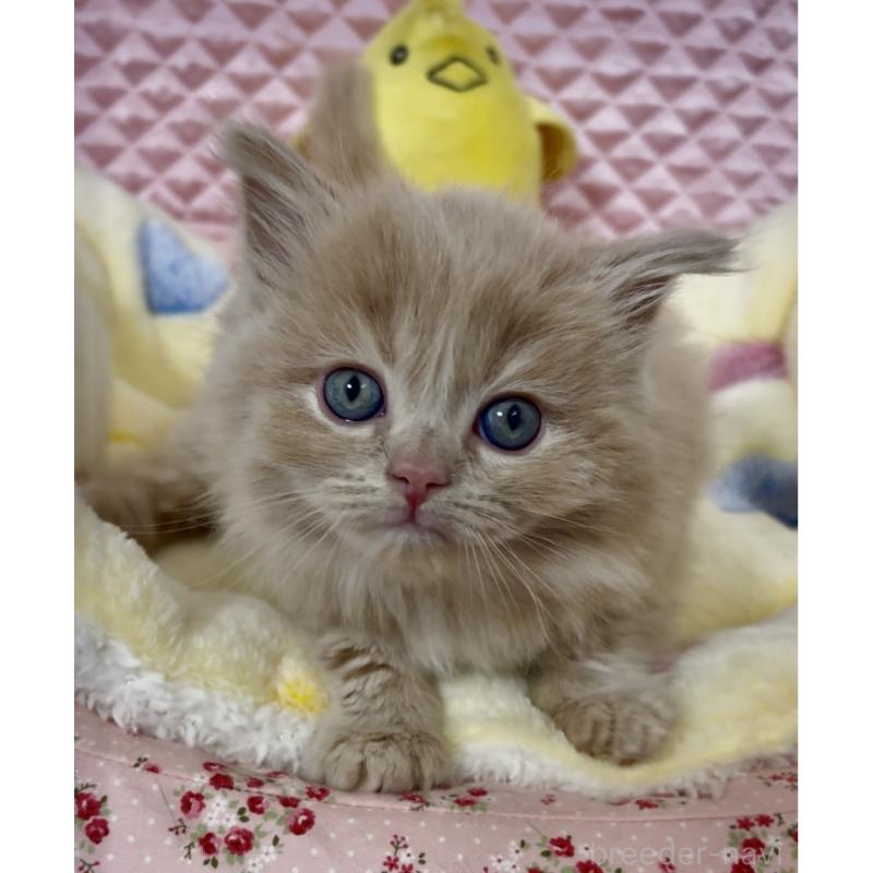 商談中の大阪府のスコティッシュフォールド(折れ耳)-135800の4枚目