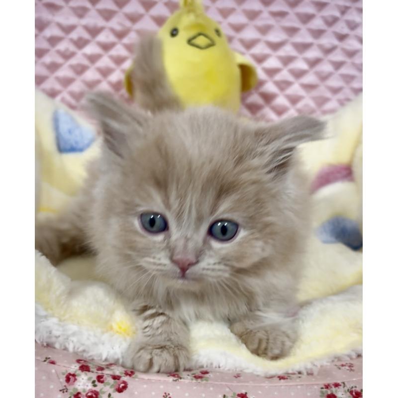 商談中の大阪府のスコティッシュフォールド(折れ耳)-135800の3枚目