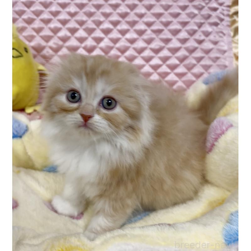 商談中の大阪府のスコティッシュフォールド(折れ耳)-135802の14枚目