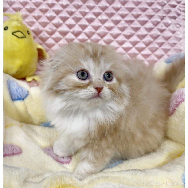 商談中の大阪府のスコティッシュフォールド(折れ耳)-135802の13枚目