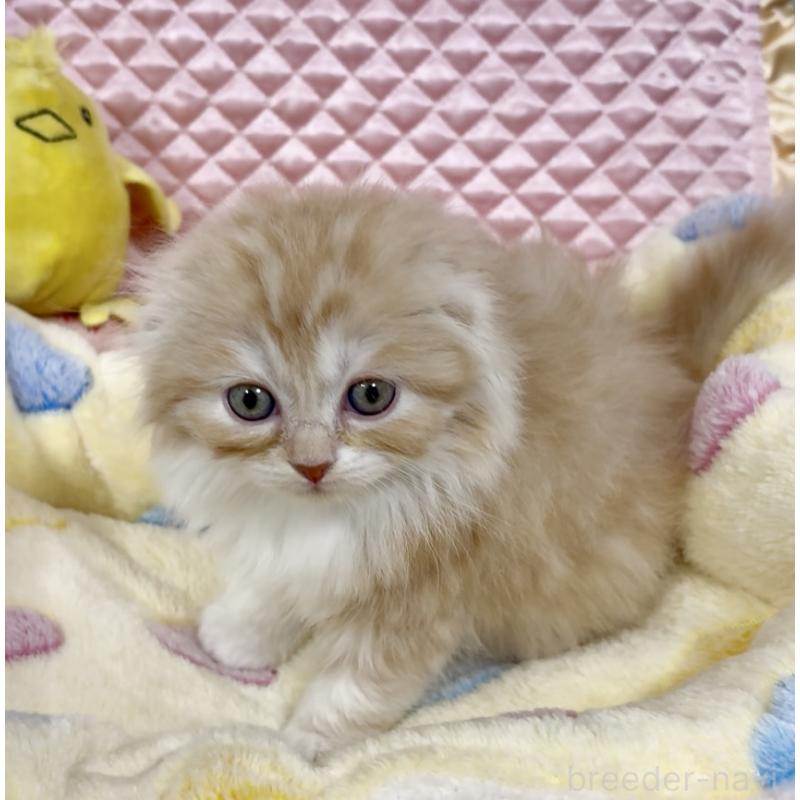 商談中の大阪府のスコティッシュフォールド(折れ耳)-135802の12枚目