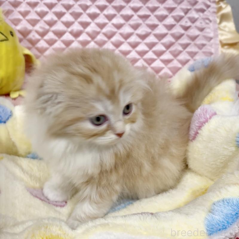 商談中の大阪府のスコティッシュフォールド(折れ耳)-135802の11枚目