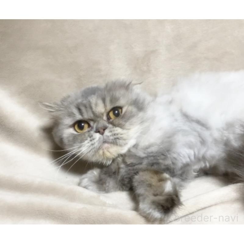 販売中の埼玉県のエキゾチックショートヘア-137753の9枚目