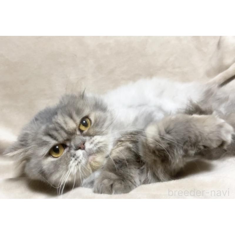 販売中の埼玉県のエキゾチックショートヘア-137753の7枚目