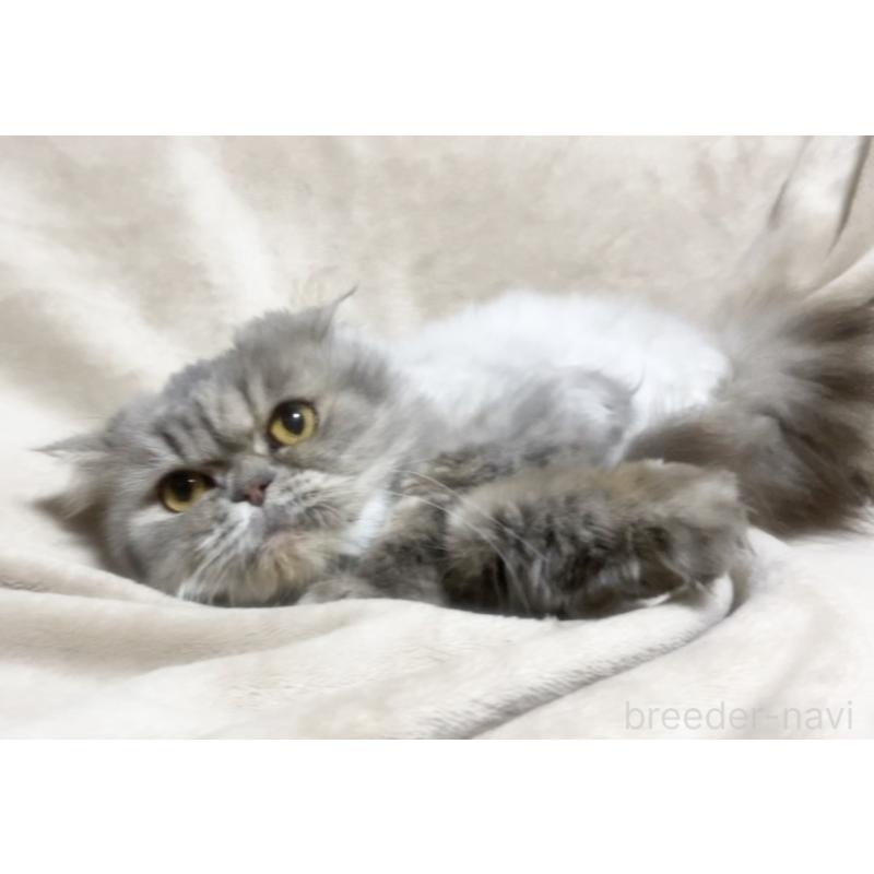 販売中の埼玉県のエキゾチックショートヘア-137753の6枚目