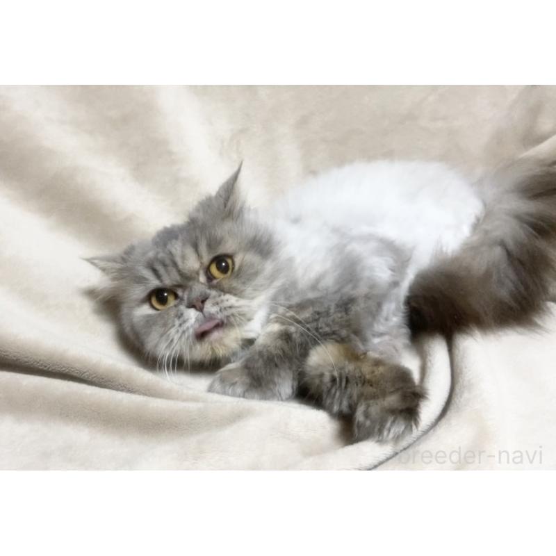 販売中の埼玉県のエキゾチックショートヘア-137753の5枚目