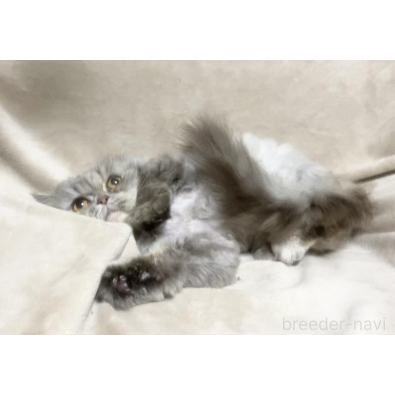 販売中の埼玉県のエキゾチックショートヘア-137753の4枚目