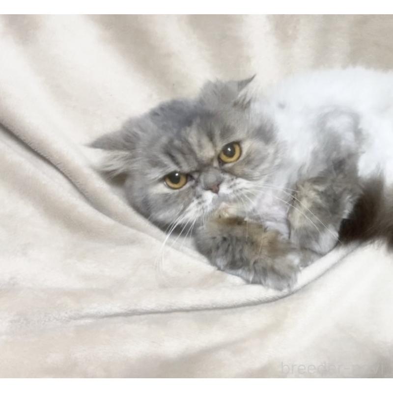 販売中の埼玉県のエキゾチックショートヘア-137753の3枚目