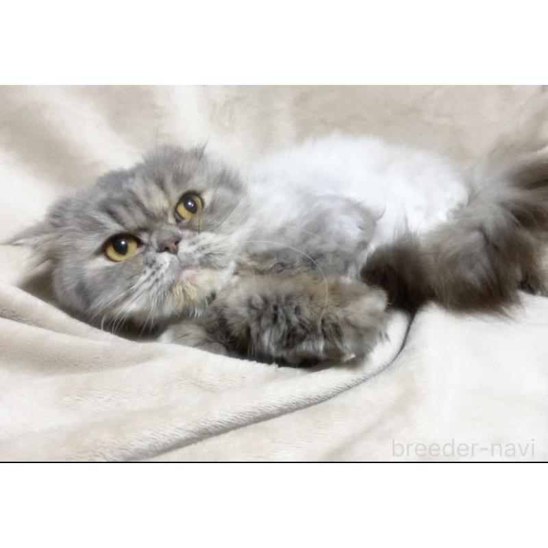 販売中の埼玉県のエキゾチックショートヘア-137753の2枚目