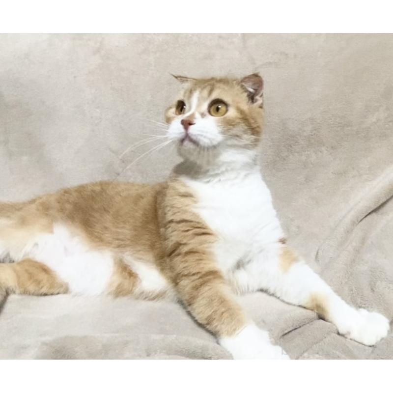 販売中の埼玉県のスコティッシュフォールド-137754の10枚目