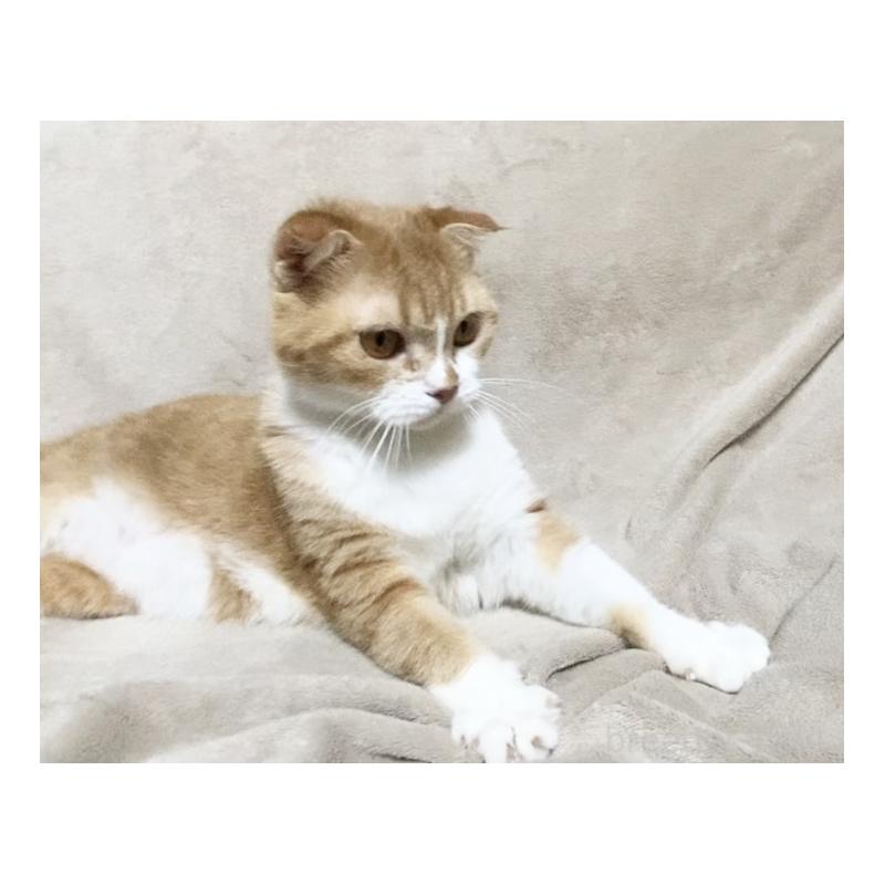 販売中の埼玉県のスコティッシュフォールド-137754の9枚目