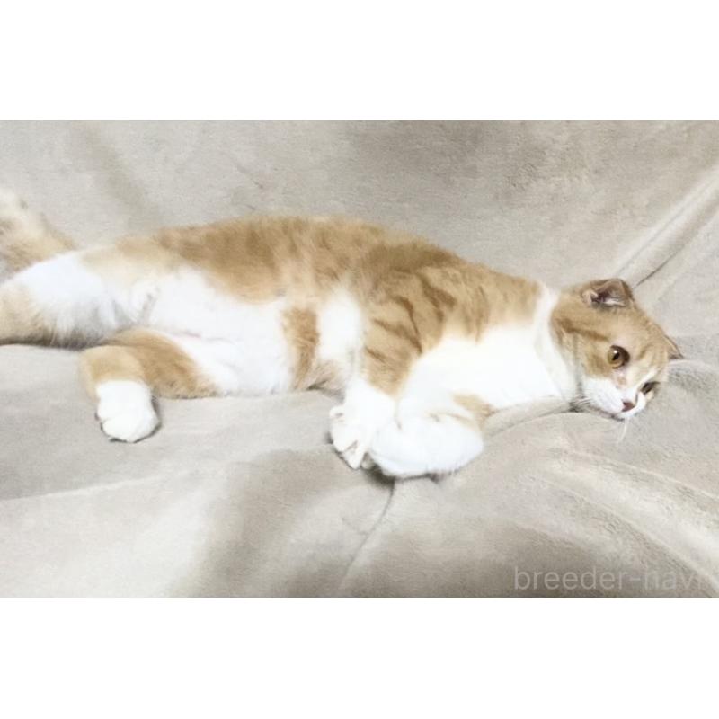 販売中の埼玉県のスコティッシュフォールド-137754の8枚目