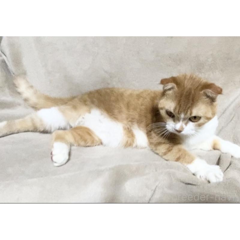 販売中の埼玉県のスコティッシュフォールド-137754の7枚目