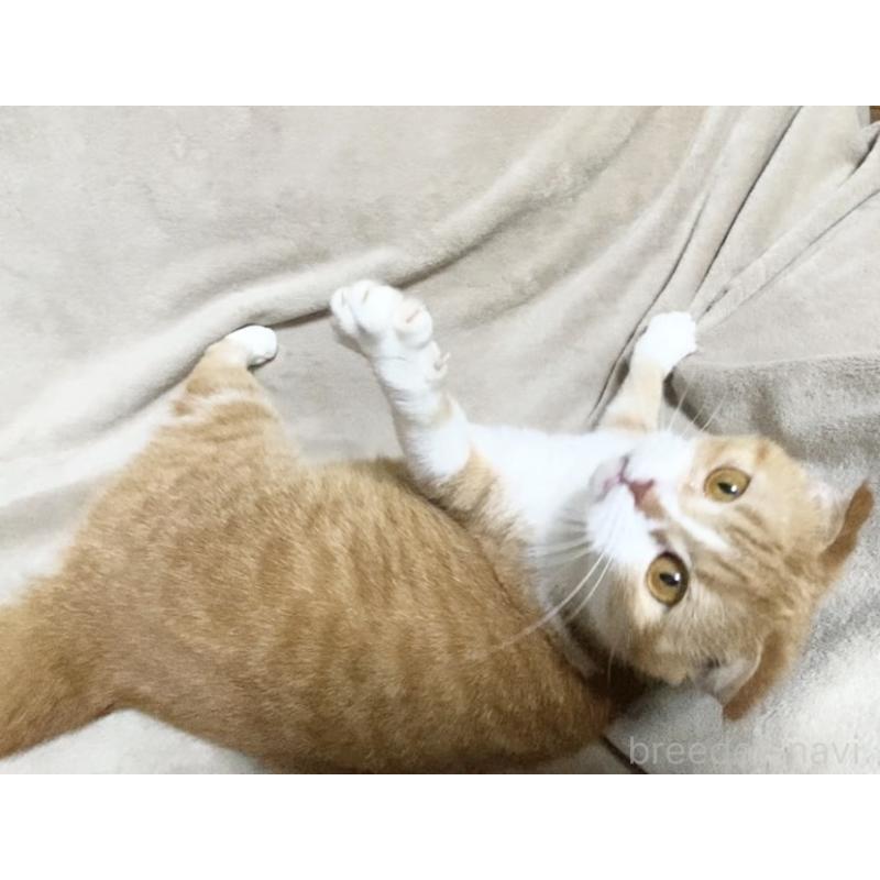 販売中の埼玉県のスコティッシュフォールド-137754の5枚目