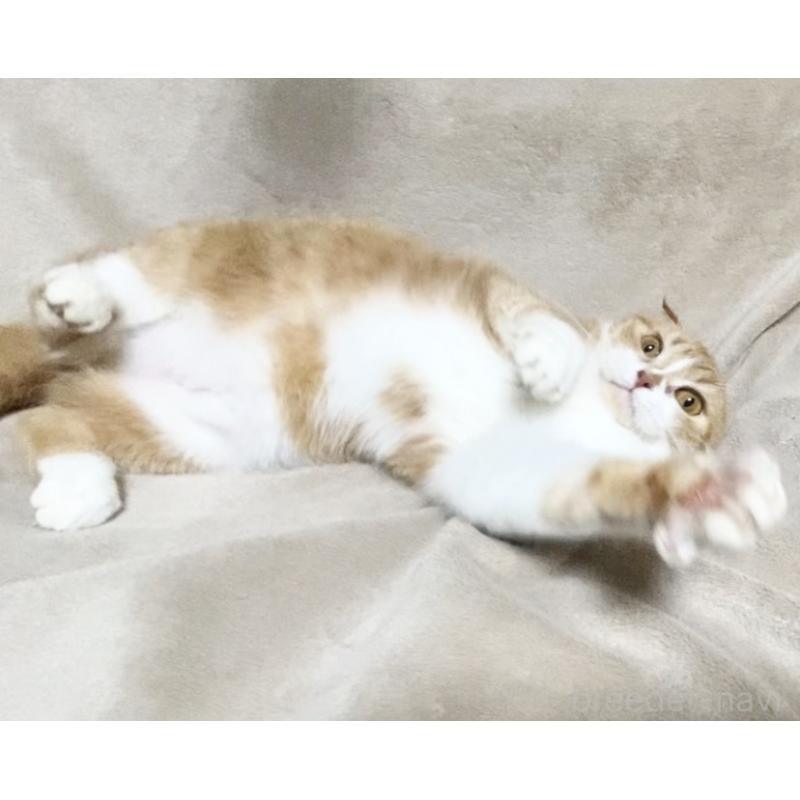 販売中の埼玉県のスコティッシュフォールド-137754の4枚目