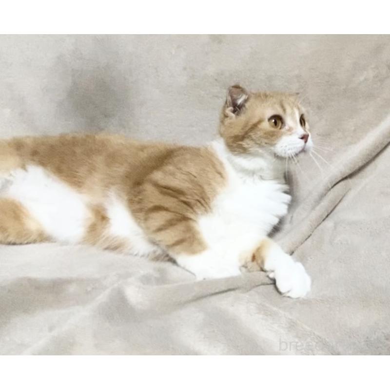 販売中の埼玉県のスコティッシュフォールド-137754の3枚目