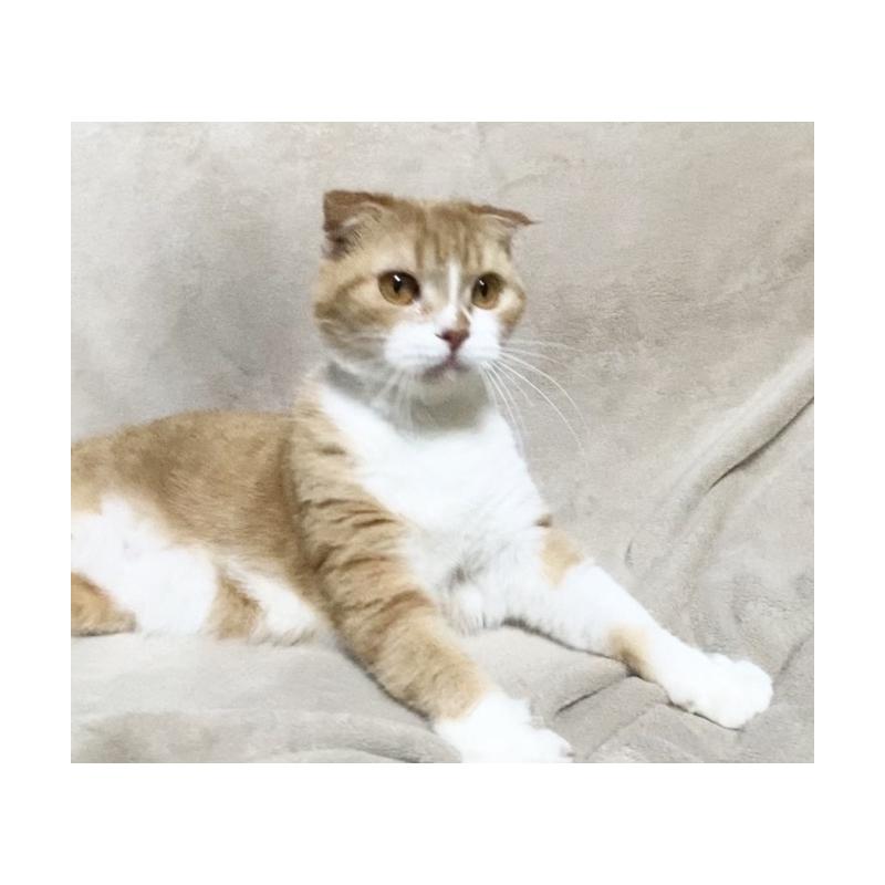 販売中の埼玉県のスコティッシュフォールド-137754の2枚目