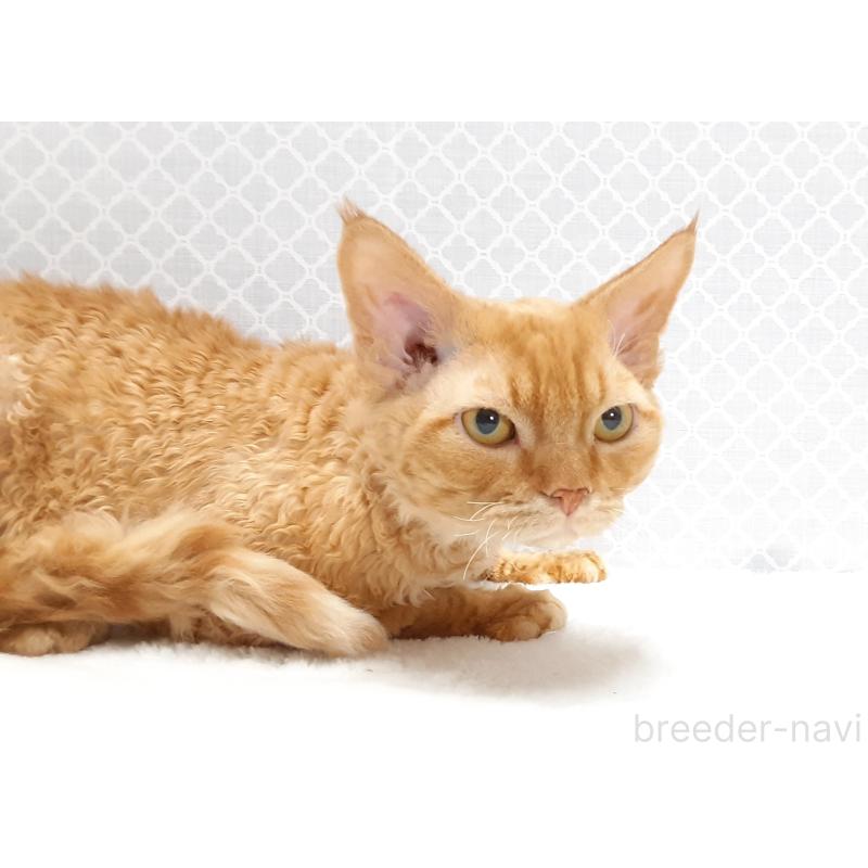 販売中の岐阜県のデボンレックス-129351の4枚目