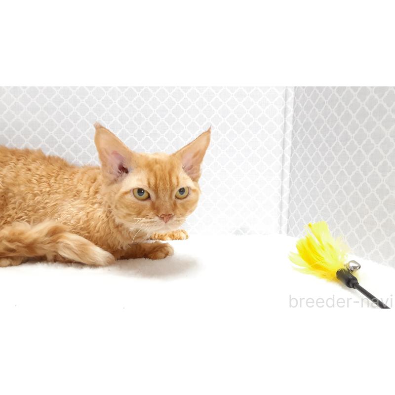 販売中の岐阜県のデボンレックス-129351の3枚目