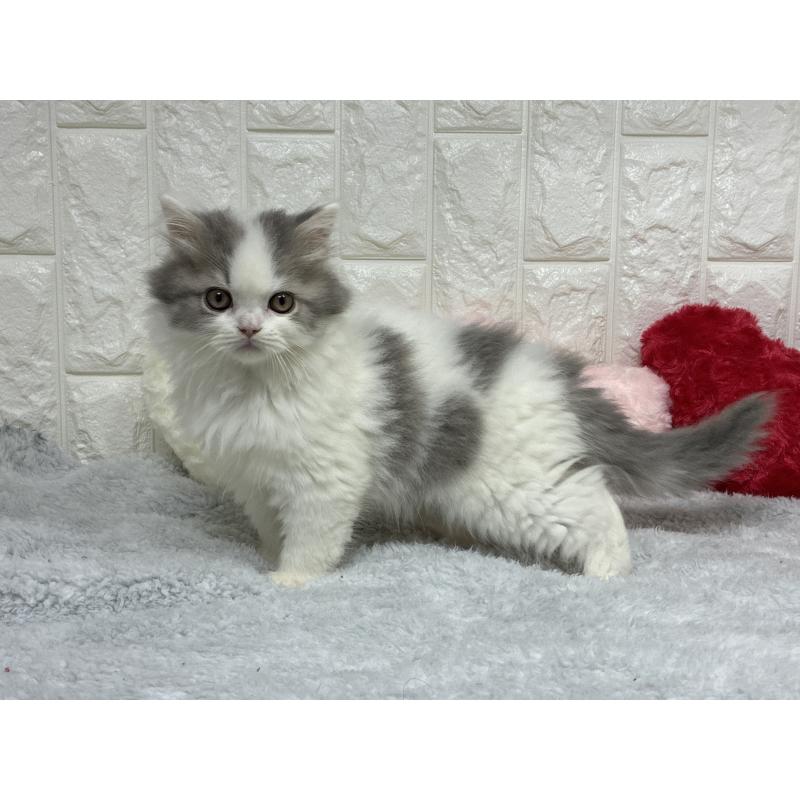 販売中の大阪府のスコティッシュストレート-137760の6枚目