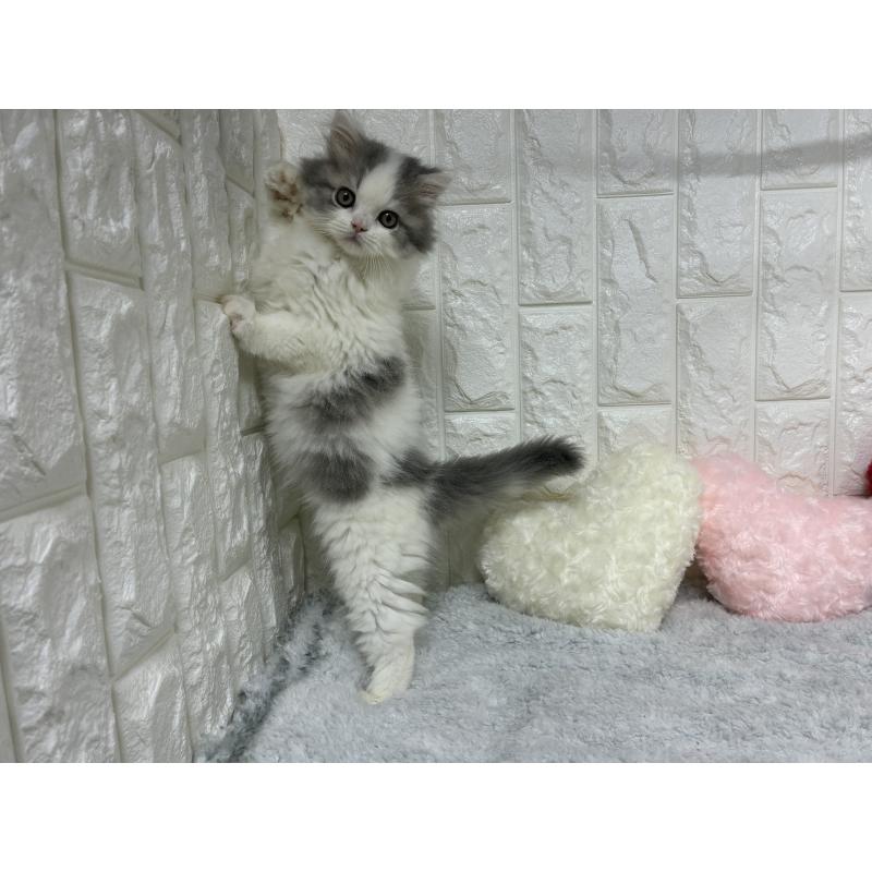 販売中の大阪府のスコティッシュストレート-137760の5枚目