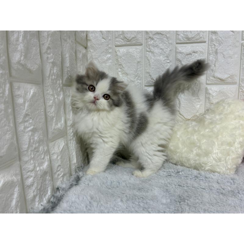 販売中の大阪府のスコティッシュストレート-137760の4枚目