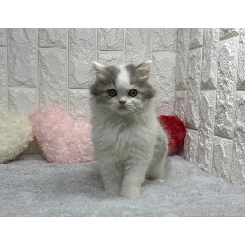 販売中の大阪府のスコティッシュストレート-137760の3枚目