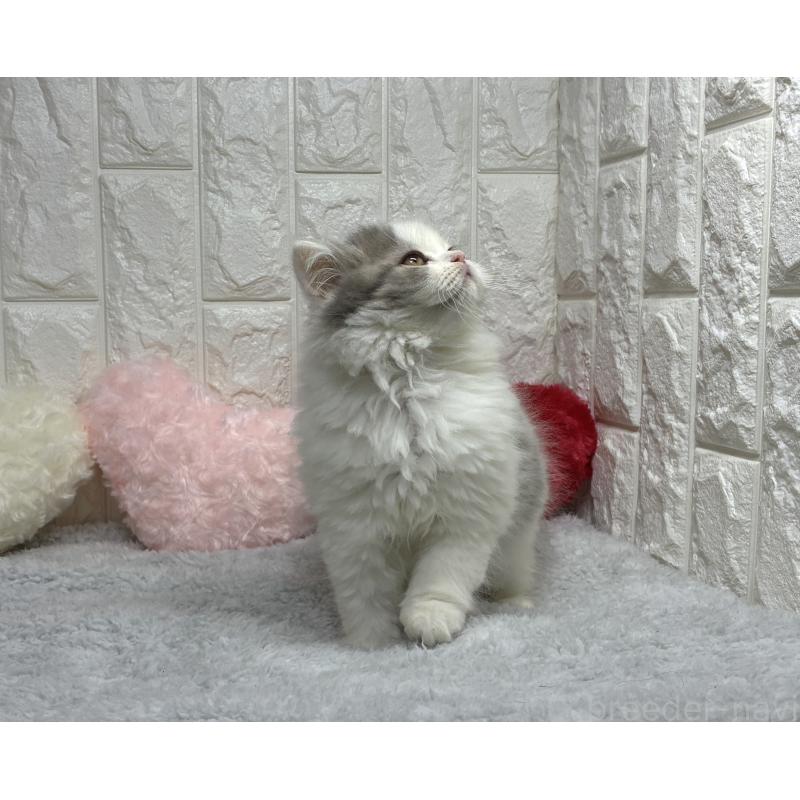 販売中の大阪府のスコティッシュストレート-137760の2枚目