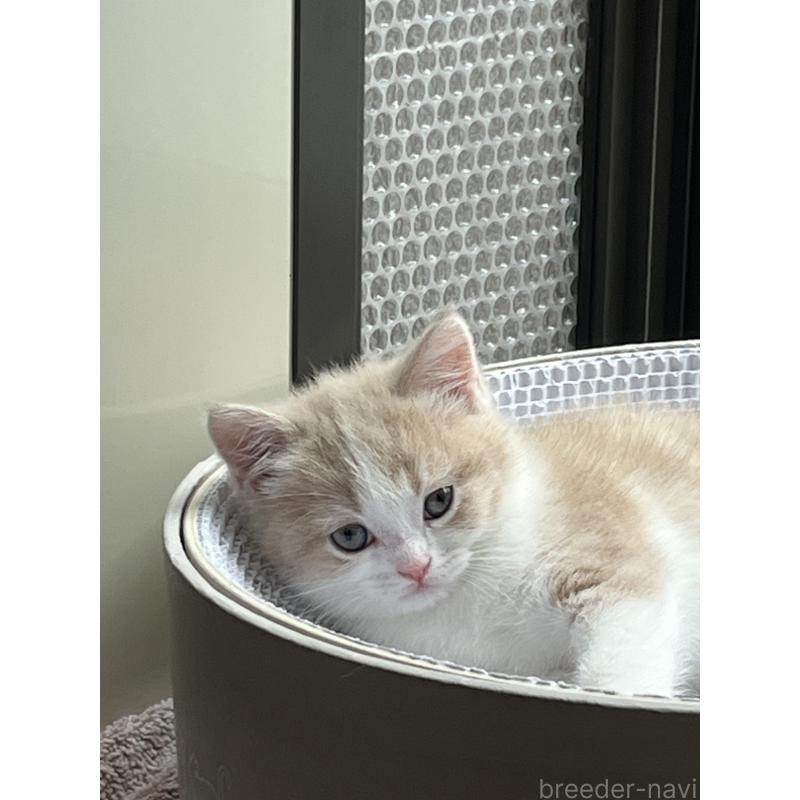 商談中の東京都のスコティッシュフォールド-120748の2枚目