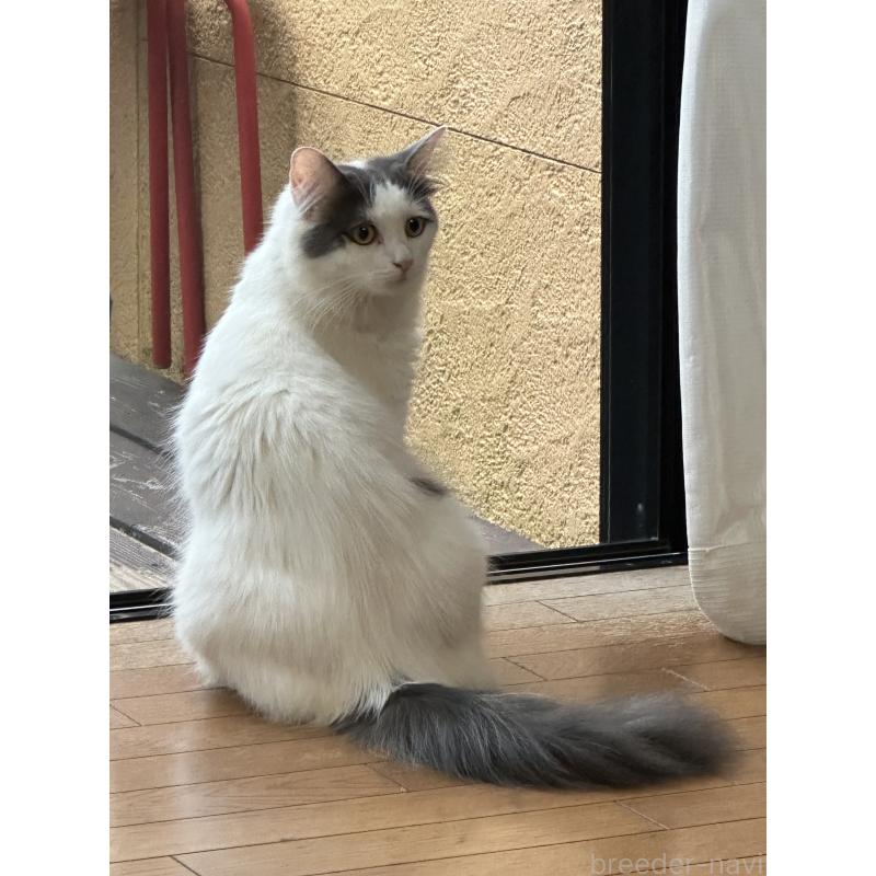 モモちゃん1枚目