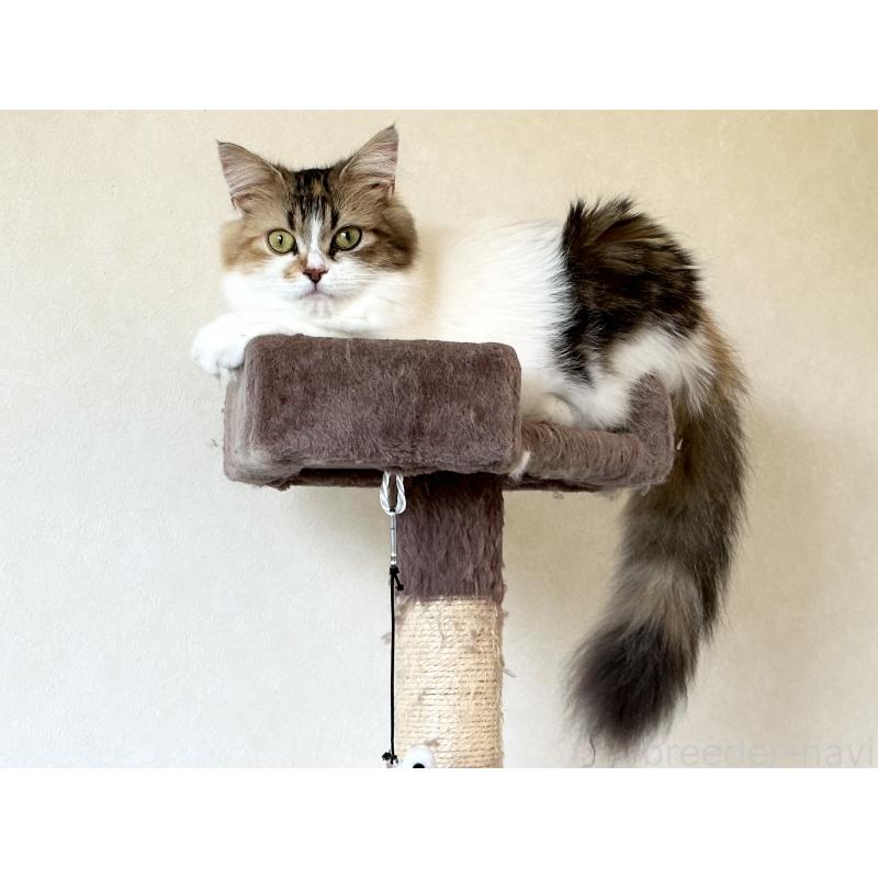 マロンちゃん1枚目