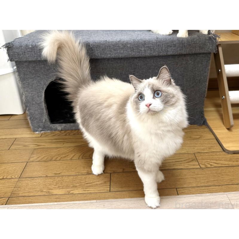 ココちゃん1枚目