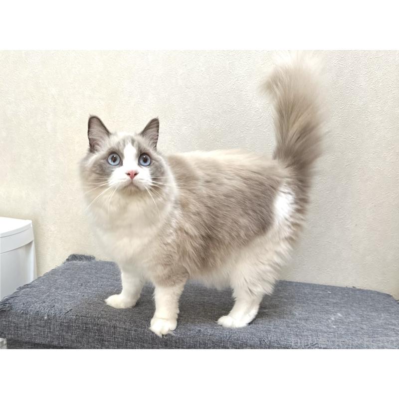 ココちゃん1枚目