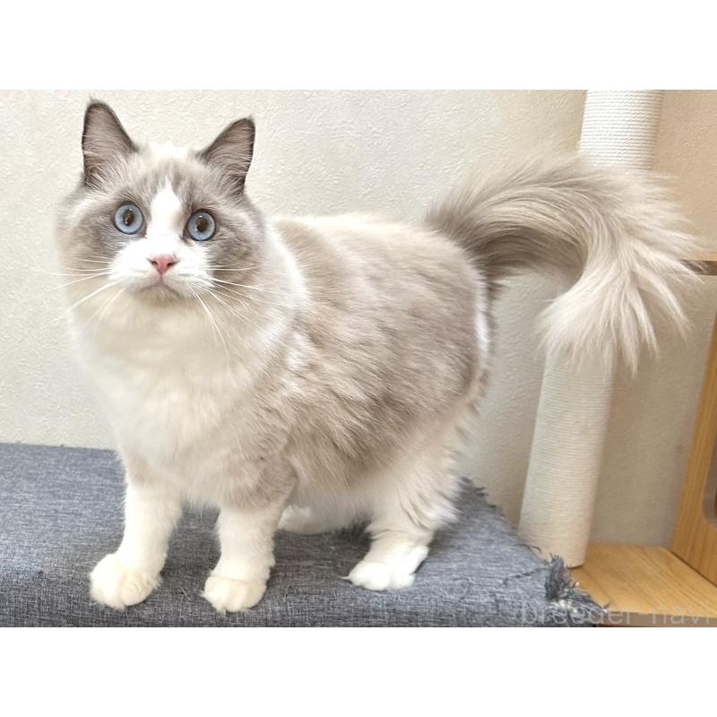 ココちゃん1枚目