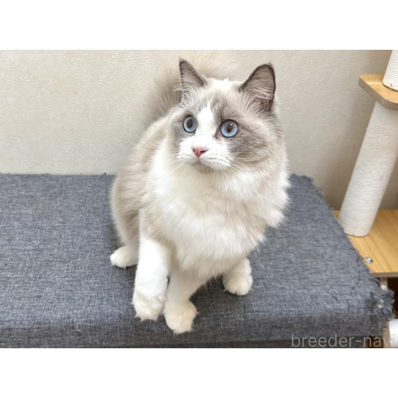 ココちゃん1枚目